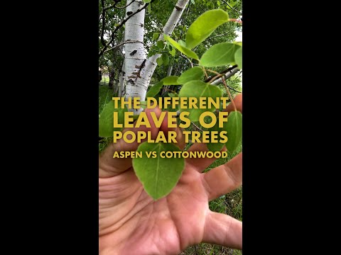 ვიდეო: რა განსხვავებაა Cottonwood-სა და Poplar-ს შორის?