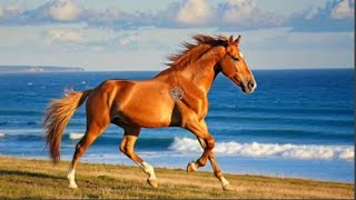 Свійські тварини. Кінь.