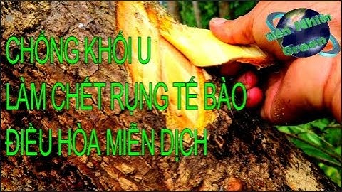 Cây Ưng Bất Bạc kháng khối U, K-562  rụng chết tế bào ung thư gan, thiên nhiên green