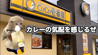 CoCo壱でカレーを食べた何気ない話【猫ミーム】