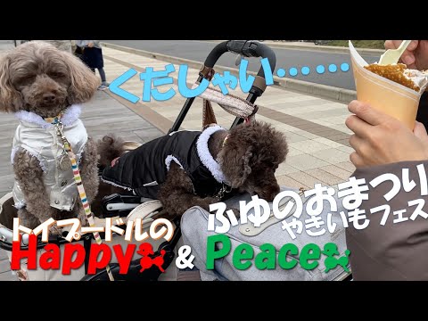 ハッピー トイ プードル 見つかっ た ハッピー トイ プードル 見つかっ た