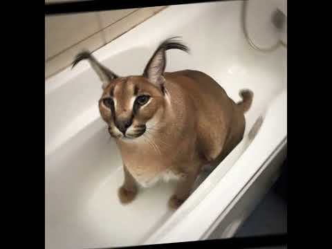 разные шлёпы - YouTube
