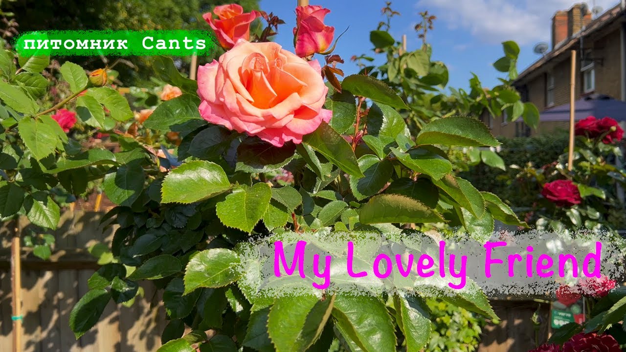 Розы в саду 2023. Обзор розы на штамбе My Lovely Friend (Fryvanity) от Cants. Красивая роза в саду.