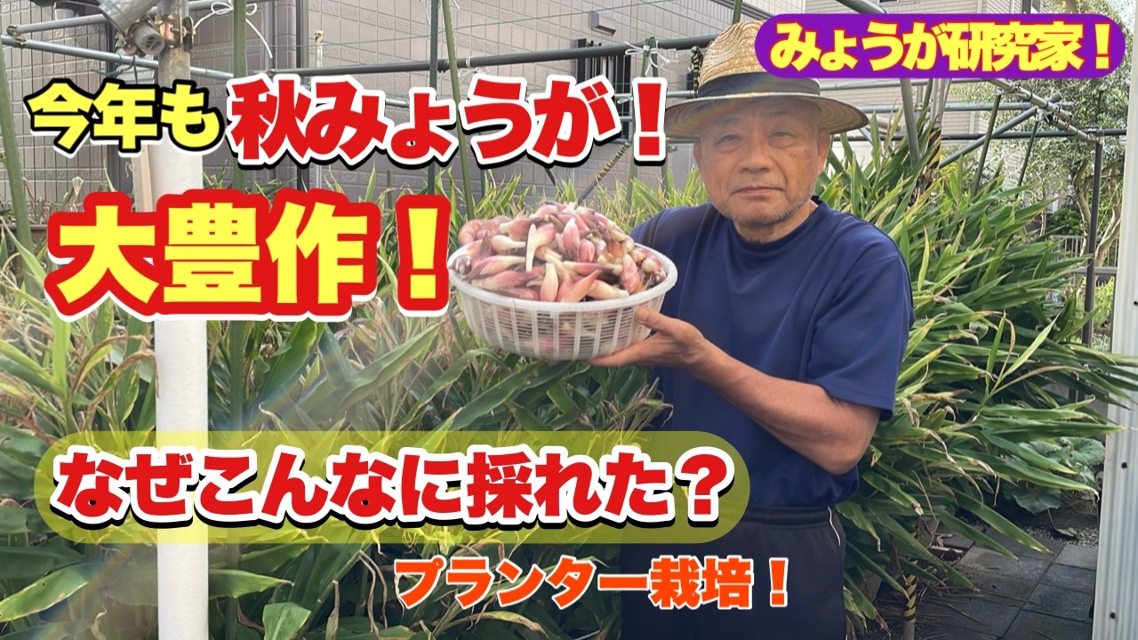 みょうが2㌔以上になります。 Autumn ginger! Another massive harvest from planters this year