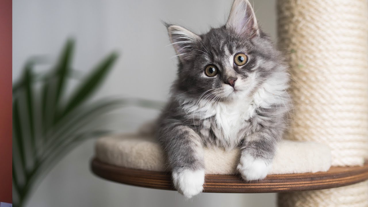 Armarkat Small Cat Trees