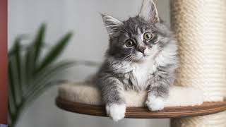 Armarkat Small Cat Trees