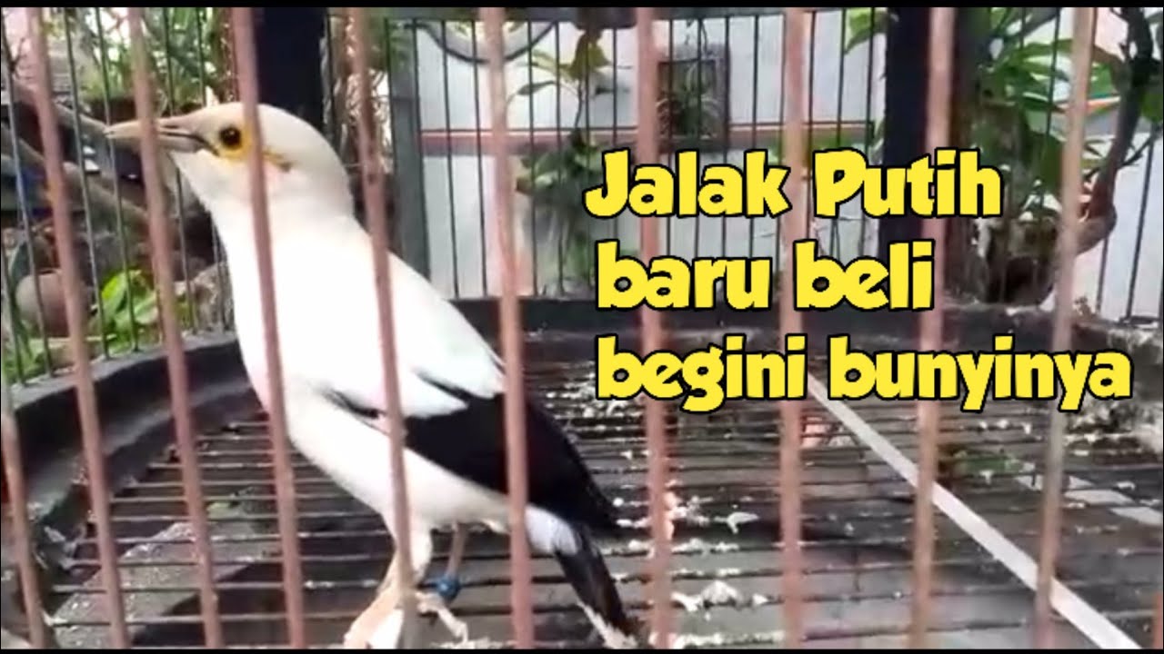 Suara Jalak Putih / Jalak Nusa 