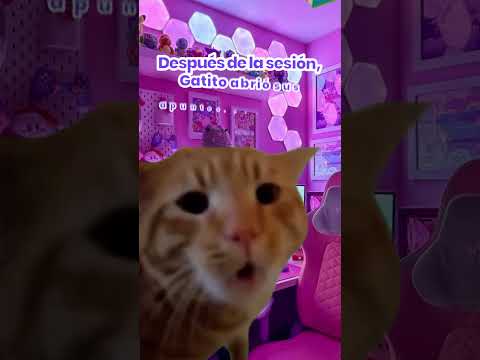 La crisis profesional después de titularse explicada con gatitos 😺