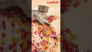 Beads ASMR 😺 Reverse Cat Relaxation Vibes #animallovers #cat #kitten #catlovers #cute #satisfying