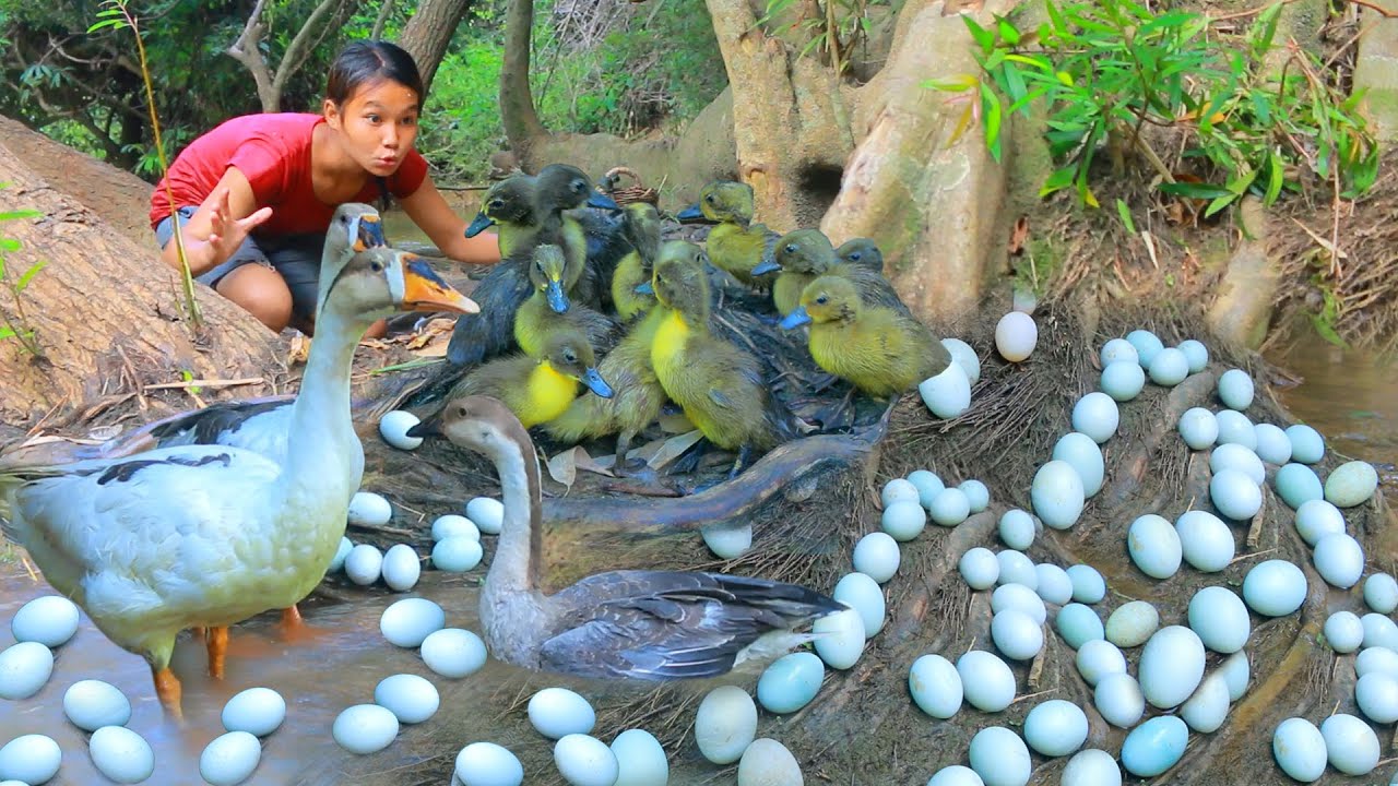 Women Found baby Goose at river  - Cooking egg Goose for dog Eating delicious HD