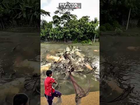 شبكة صيد الأطفال المحظوظة رمية واحدة اصطادت ملايين الأسماك مذهل صيد سمك السلور شبكة صيد