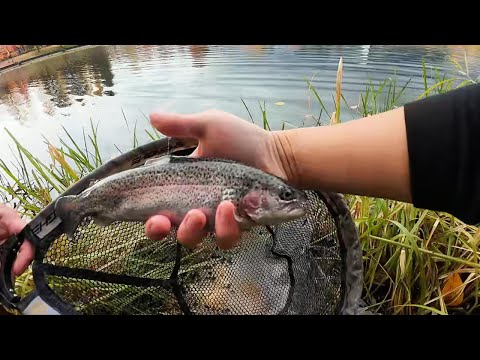 How To EASILY Catch Stocked Rainbow Trout In BC Lafarge Lake Como Lake Fishing