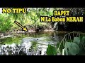 Gak Nyangka ,,!!Bakalan Dapet Nila Babon Merah Mancing Hari Ini