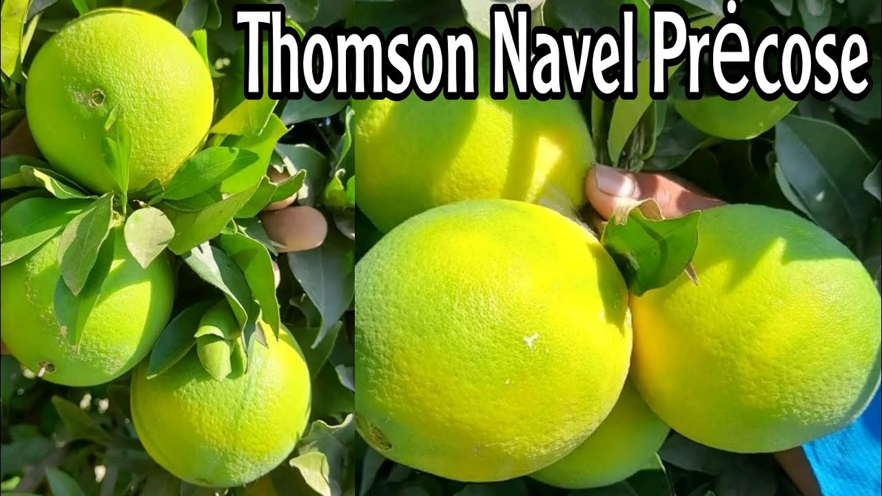 بوادر نضج برتقال طامصون نافيل المبكر المشهور بذوقه في بساتين غرب المغرب  Thomson Navel Prėcose