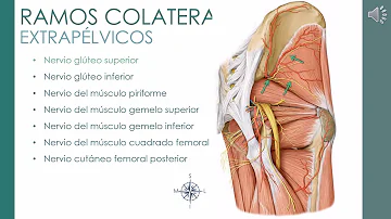 ¿Cuál es la función de los nervios Coccigeos?