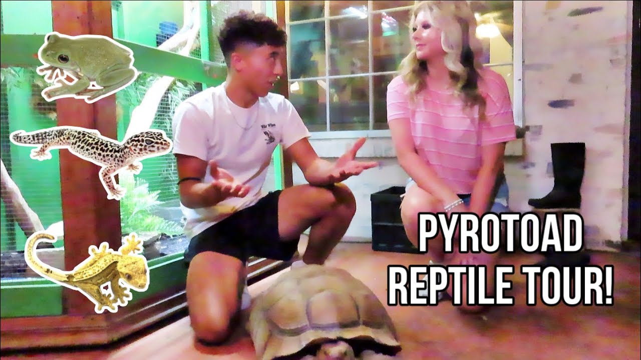 REPTILE ROOM TOUR!! *INCREDIBLE - YouTube
