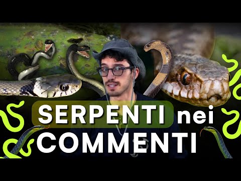 Video: I serpenti non velenosi sono innocui?