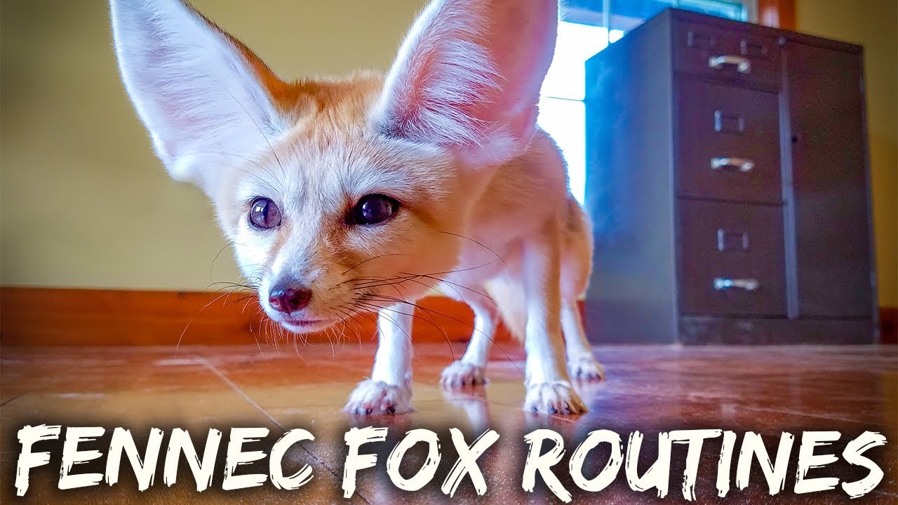 pets and animals for sale Pet Fennec Fox Routines
