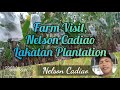 Farm Visitation (Nelson Cadiao's Lakatan Plantation)(No Synthetic Chemical Used)