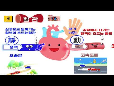 순환계의 구조와 기능 - 심장의 구조, 혈관 - 동맥,  모세혈관, 정맥