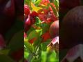 Pomegranate Flower 