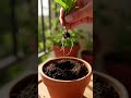 This Mint Trick Will Save Your Kitchen Garden 🌿 (Grow Mint Fast!)