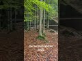 The Berghof Oktober 2025 #metaldetecting #history