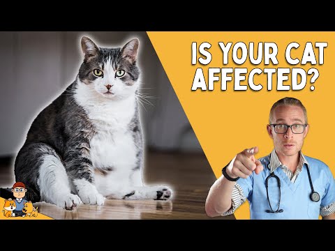 60% of cat owners need to take these 3 steps NOW