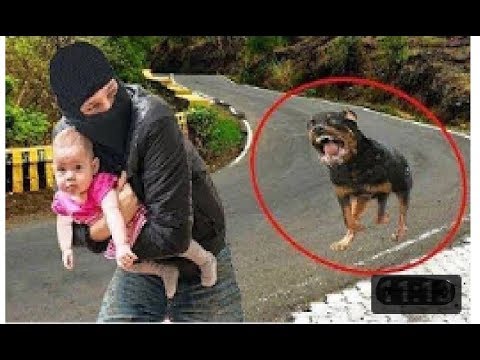 породы собак которые защищают. немецкая овчарка бадди. собака защищает. лабрадор нянька. малинуа к9.