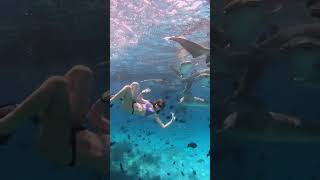 Woman Joyfully Swims With Sharks but Bumps Into One While Surfacing
