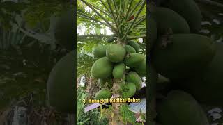 7 Manfaat Pepaya Muda Untuk Kesehatan amranamin3087