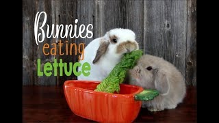 Bunnies Eating Lettuce