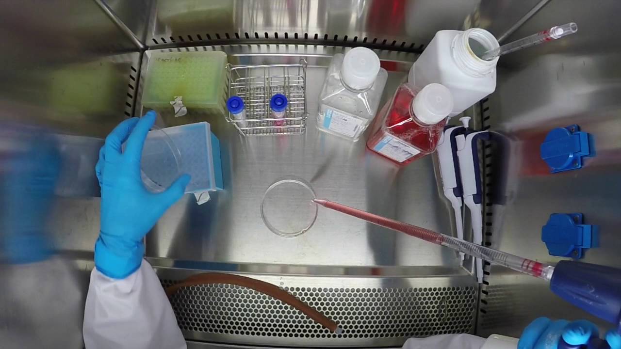 Cell Cultures (Bio Viewers) HD YouTube