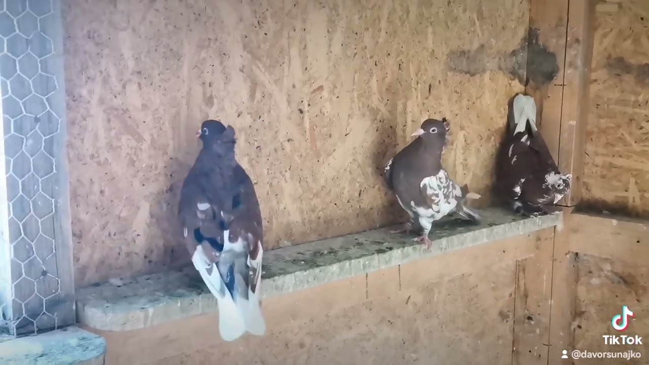 Davor Sunajko - Peckave darčinke(ženke)