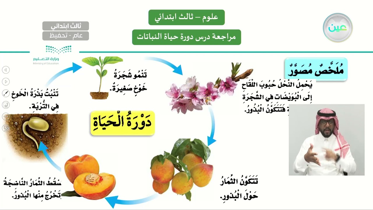 كيف تساعد الحيوانات النباتات الزهرية