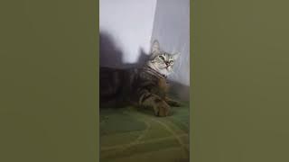 Siko bagi dua..😘😻🐈