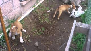 Bull Terrier Ingles Cachorros