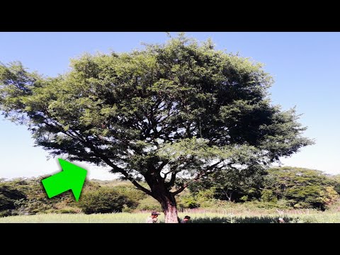 cura para el árbol de la próstata cura para el árbol de la próstata