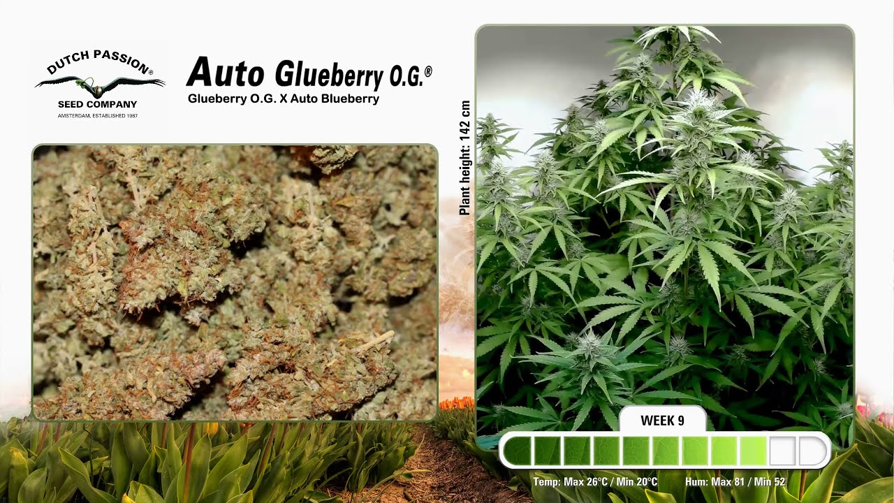 Auto Glueberry OG - Timelapse of Growing