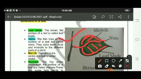 Grade 3 EVS Dated 05 08 2021