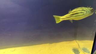FAHAKA PUFFER TETRAODON LİNEATUS  (ETÇİL TATLI SU BALON BALIĞI)
