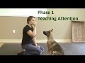 How to train a dog to pay attention k91com