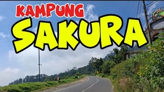 Download Lagu 🔴VIRAL KAMPUNG SAKURA SEDANG VIRAL DI KOTA BATU JAWA TIMUR MP3 Download Lagu 🔴VIRAL KAMPUNG SAKURA SEDANG VIRAL DI KOTA BATU JAWA TIMUR MP3