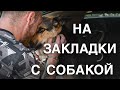 Вызов 02  На закладки с собакой