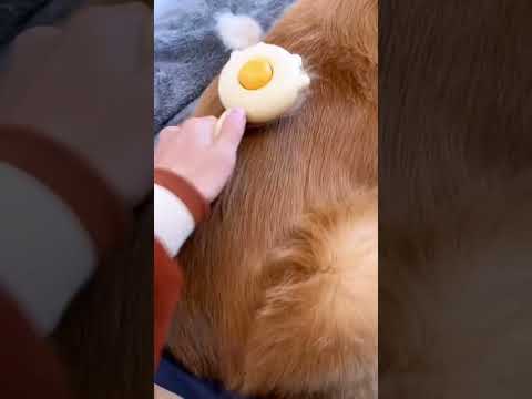 Video: Får golden retrievere osteosarkom?