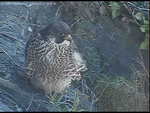 Eifel Peregrine Falcon Visits Lotte 2 of 3 live cam preview