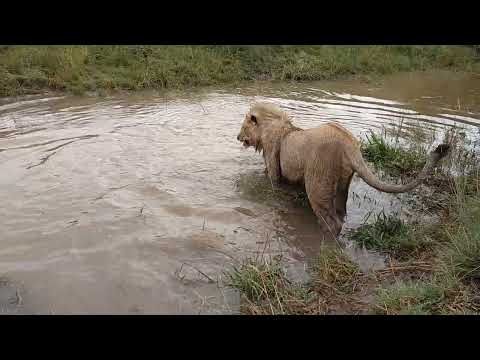 Young lions splash in dam. 2017