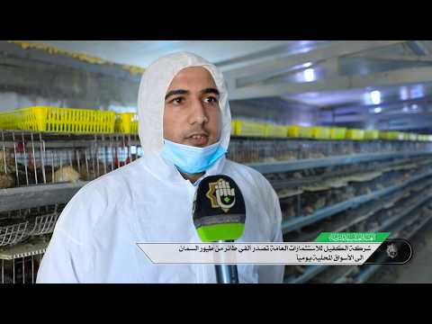 شركة الكفيل تصد ر ألفي طائر من طيور السم ان الى الأسواق المحل ية يومي ا