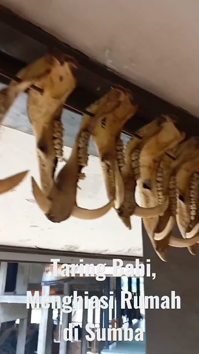 Taring Babi #shorts #taringbabi #sumbabarat #babi