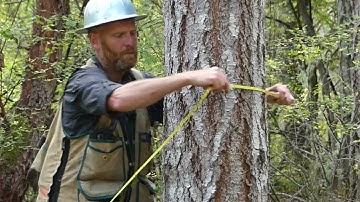 Tree Tips: Basic Forest Inventory
